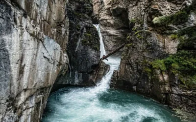 Exhibitions & Public Showings