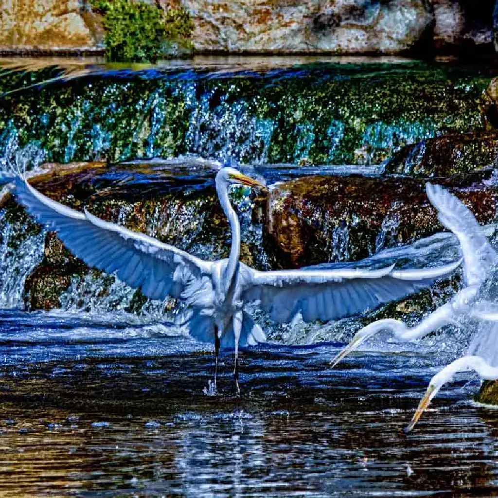 A great egret spreads its wings while several snowy egrets take flight above a sparkling waterfall in a serene natural setting