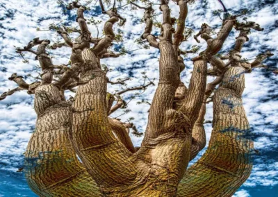 A close-up view of a twisted tree trunk with thick, textured bark and prominent branches reaching towards a cloudy sky