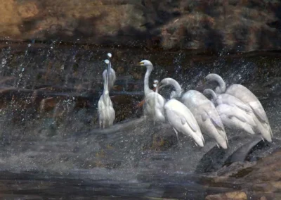 A group of elegant white herons stands in a shallow stream, with water splashing around them amidst a rocky backdrop