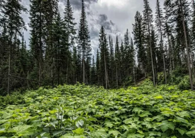 A lush green undergrowth fills a forest clearing, surrounded by tall evergreen trees against a cloudy sky