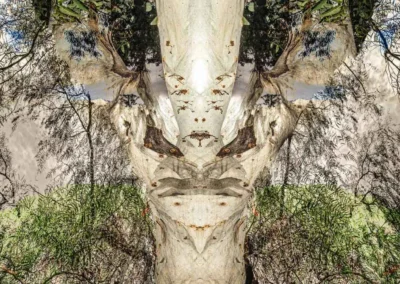 A mirrored abstract composition of a tree trunk and surrounding foliage, creating a surreal, face-like appearance