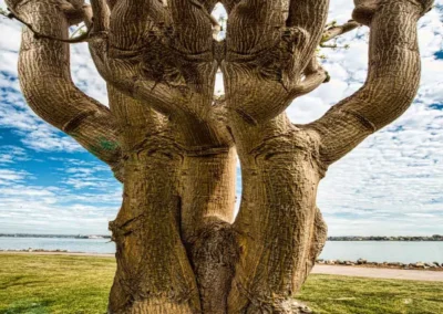 A thick tree trunk with gnarled branches against a cloudy sky, overlooking a peaceful waterfront and grassy area